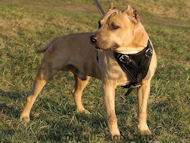 Agitation/Protection Leather Dog Harness