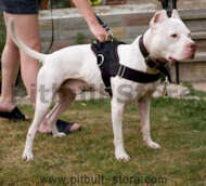 Nylon dog harness with handle for tracking,walking,training