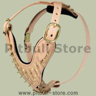 PITBULL Brass Leather Spiked Dog Harness-Handcrafted Dog Harness