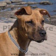 Pitbull Triple Row Collar With Leather Strap