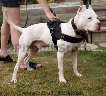 Patrol and Tracking harness for Pitbull