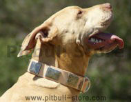 PITBULL LEATHER COLLAR With Vintage Massive Plates-BEST COLLAR