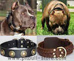 Pit Bull Leather collars