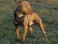 Brass Pitbull Studded Walking dog harness