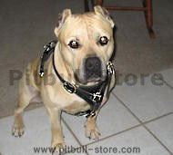 Pitbull/Amstaff Walking dog harness-Leather Dog Harness Pitbull/Amstaff Walking dog harness-Leather Dog Harness