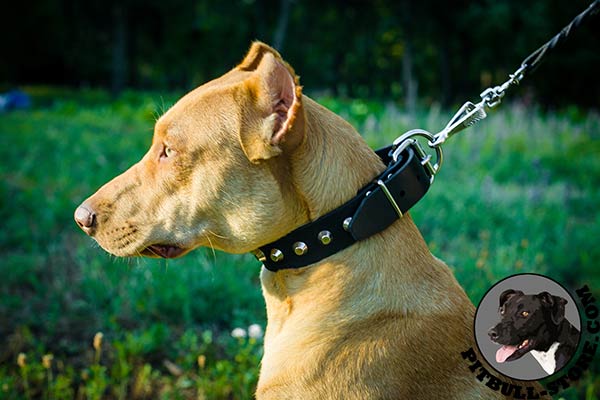 Pitbull dog collar of soft leather