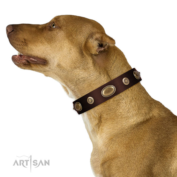 Comfortable wearing dog collar of natural leather with exceptional decorations