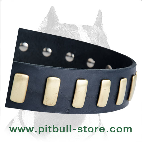 Pitbull leather collar hand set plate