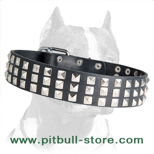 Collar leather Pitbull solid gear