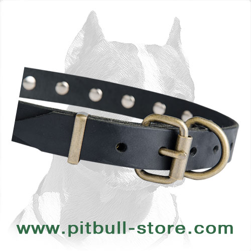 Collar leather for Pitbull with steel old brass plated buckle and D-ring