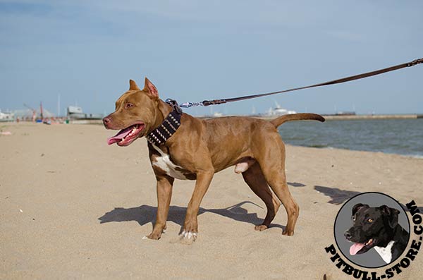 Extra strong Pitbull dog collar for walks in style