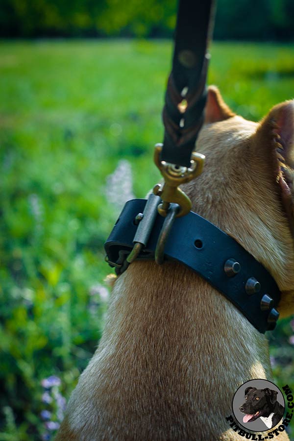 Sturdy brass hardware on Pitbull collar for walking