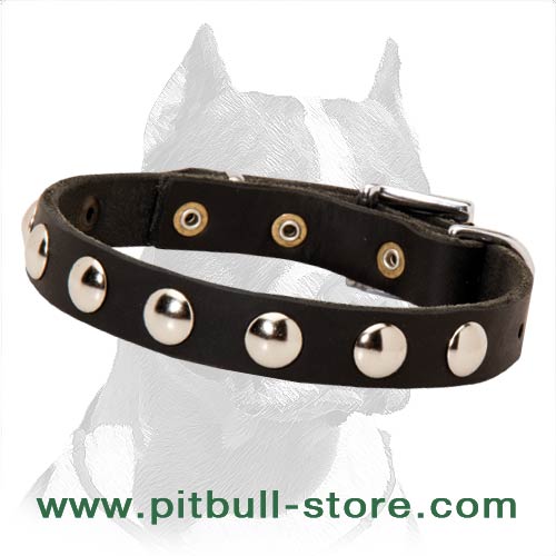 Collar leather for Pitbull with half-ball studs