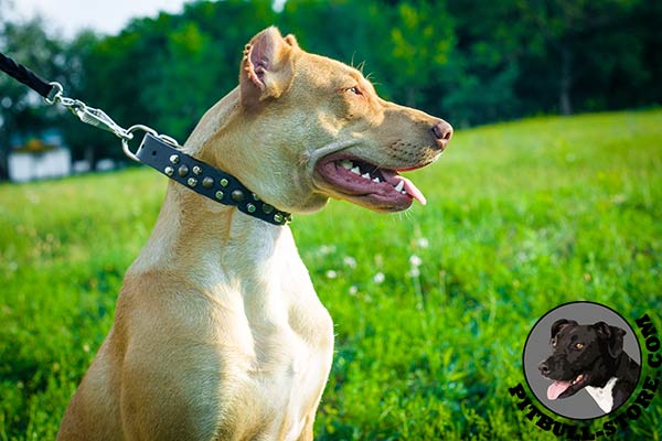 Wide leather dog collar with riveted decorations for Pitbull
