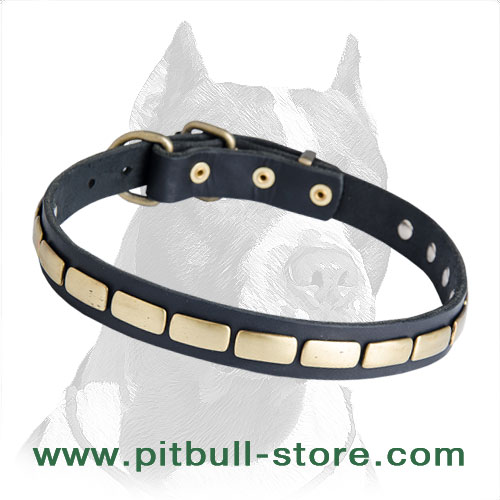 Collar leather for Pitbull super solid