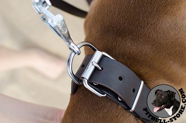 Topnotch Pitbull collar with nickel plated hardware