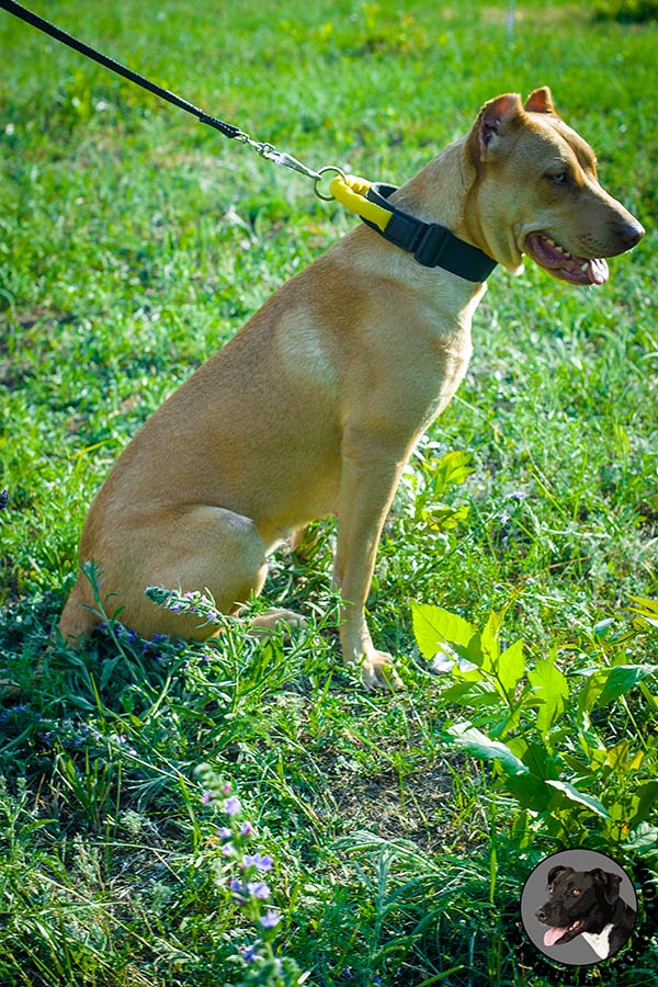 Off leash training nylon Pitbull dog collar