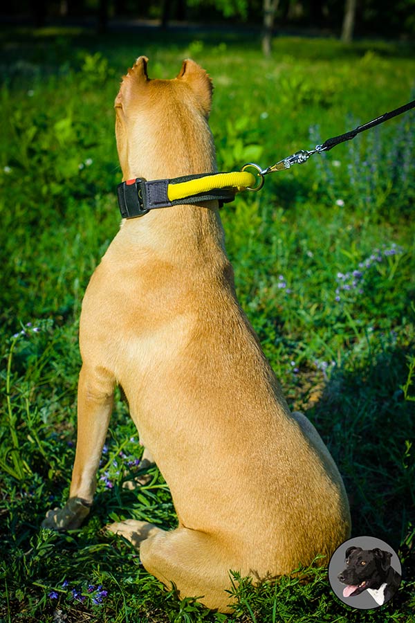Nylon Pitbull dog collar for safe training