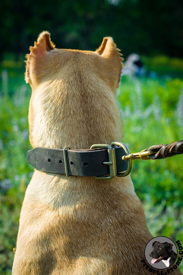 Genuine leather Pitbull collar with brass buckle and D-ring