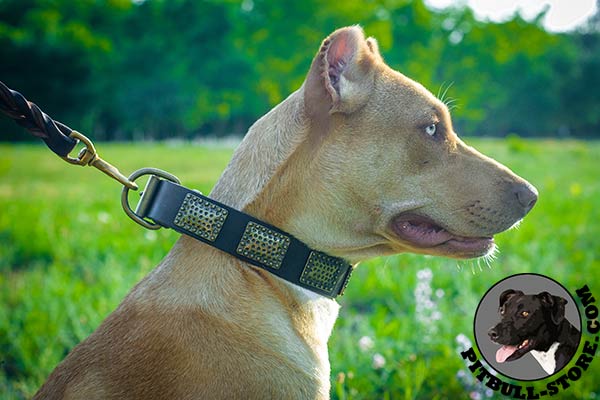 Pitbull collar for daily walking