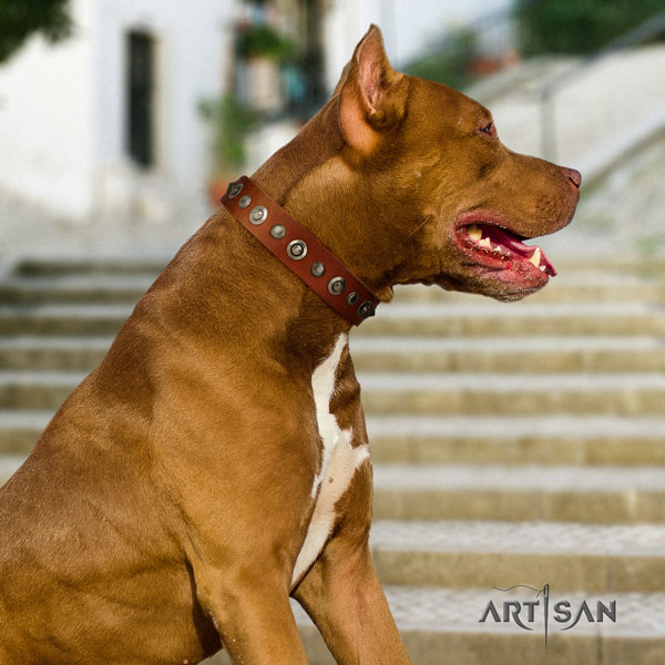 Pitbull easy to adjust leather dog collar with fashionable adornments