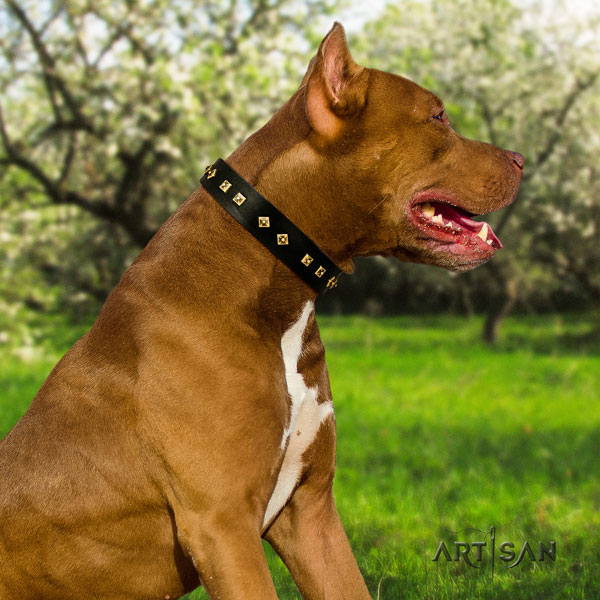 Pitbull comfortable full grain genuine leather collar with embellishments for your doggie