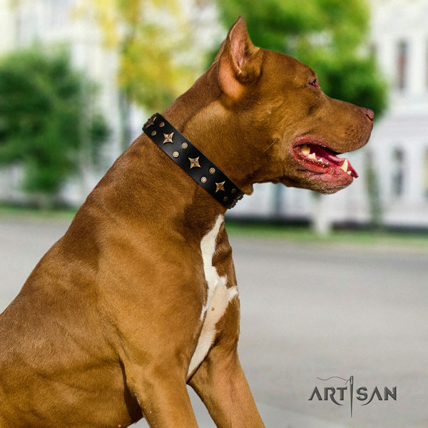 Pitbull top notch leather collar with studs for your four-legged friend