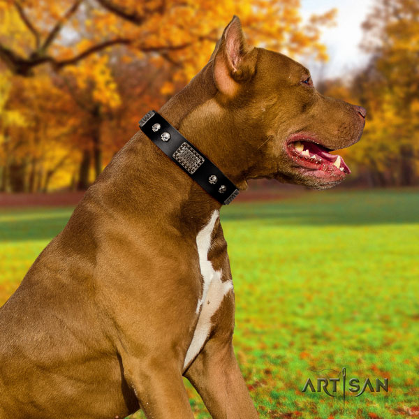 Pitbull convenient natural genuine leather dog collar with designer studs