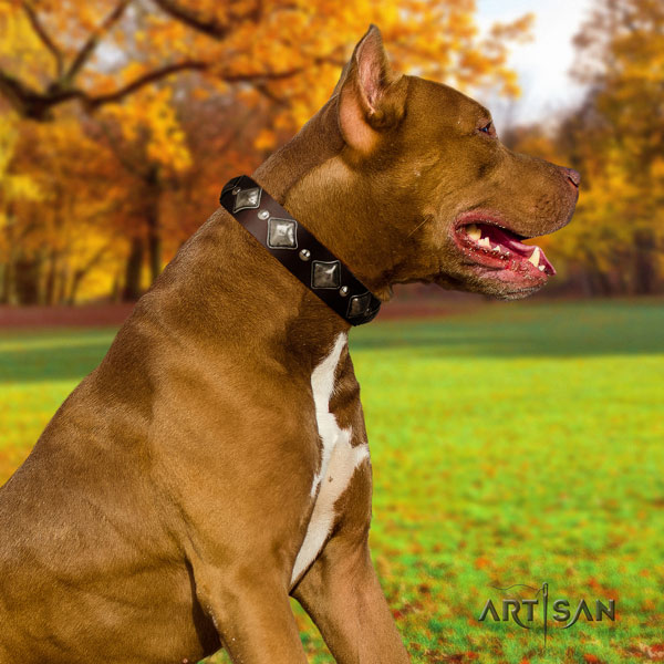 Pitbull trendy full grain natural leather collar with embellishments for your pet