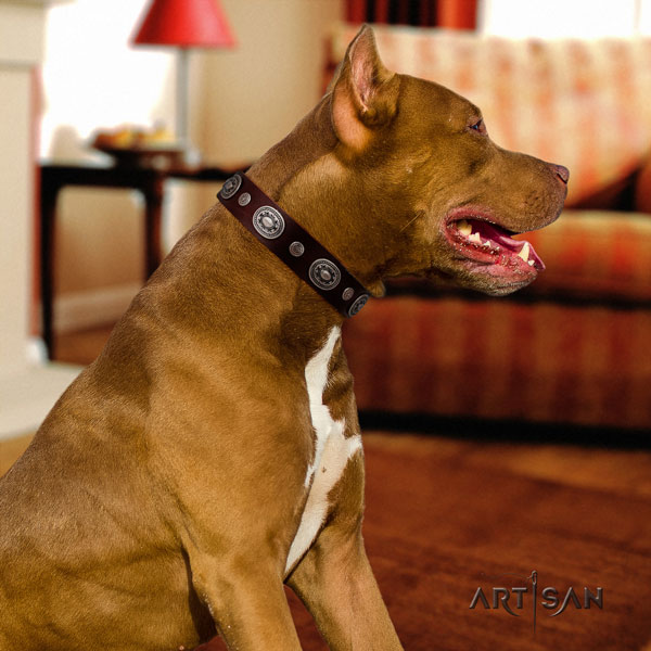 Pitbull convenient full grain genuine leather collar with embellishments for your canine
