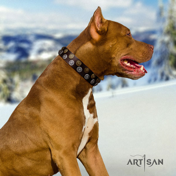 Pitbull stylish full grain genuine leather collar with embellishments for your canine