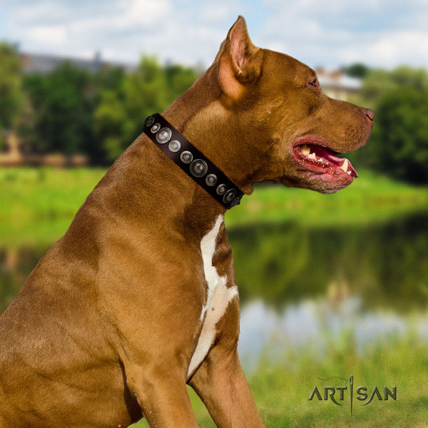 Pitbull adjustable full grain genuine leather collar with adornments for your four-legged friend