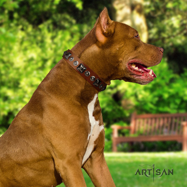 Pitbull extraordinary full grain natural leather collar with embellishments for your doggie