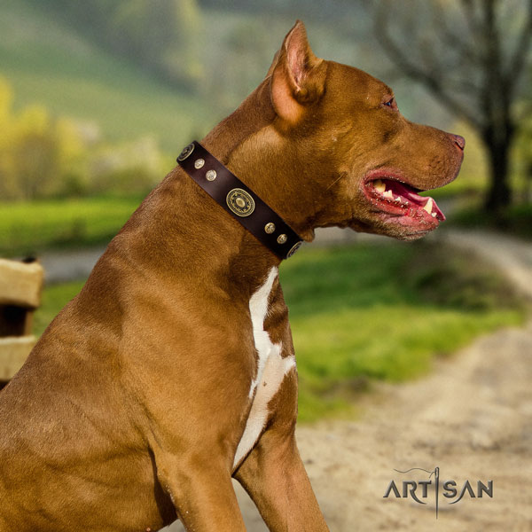 Pitbull comfortable full grain natural leather dog collar with designer adornments