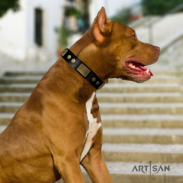 Pitbull easy wearing leather dog collar with stylish design adornments
