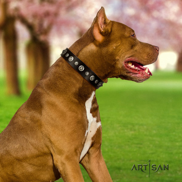Pitbull top quality natural genuine leather dog collar with impressive studs