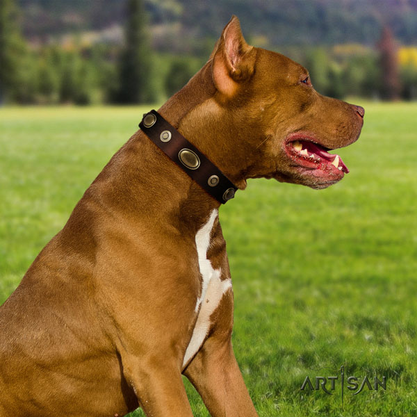 Pitbull top quality full grain natural leather dog collar with stylish design embellishments