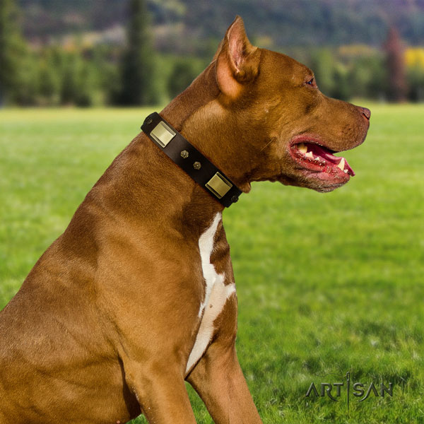 Pitbull comfortable full grain leather dog collar with incredible studs