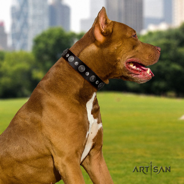 Pitbull handmade full grain leather dog collar with stunning adornments