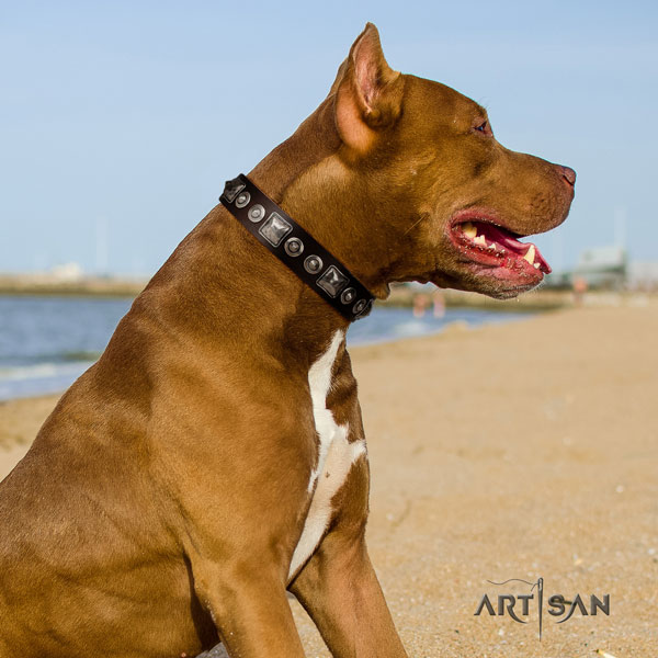 Pitbull best quality full grain genuine leather collar with studs for your canine