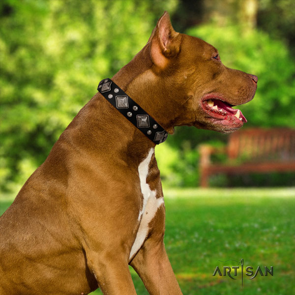 Pitbull top notch leather collar with decorations for your four-legged friend