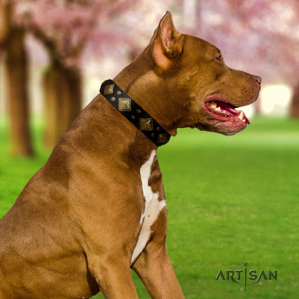 Pitbull stylish natural genuine leather collar with embellishments for your four-legged friend