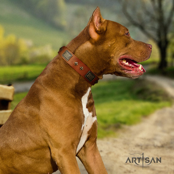 Pitbull adjustable full grain natural leather dog collar with impressive embellishments