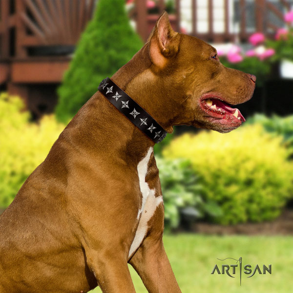 Pitbull best quality full grain leather dog collar with trendy embellishments