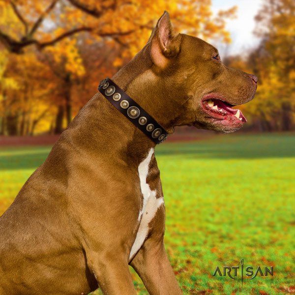 Pitbull handcrafted full grain genuine leather collar with embellishments for your canine