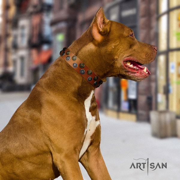 Pitbull comfortable genuine leather collar with embellishments for your dog