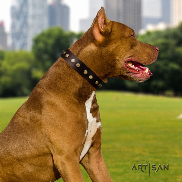Pitbull inimitable full grain natural leather collar with decorations for your four-legged friend