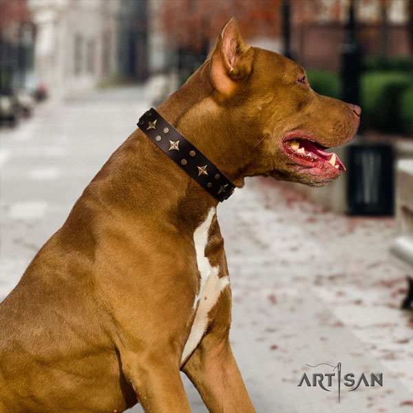 Pitbull perfect fit genuine leather collar with adornments for your dog