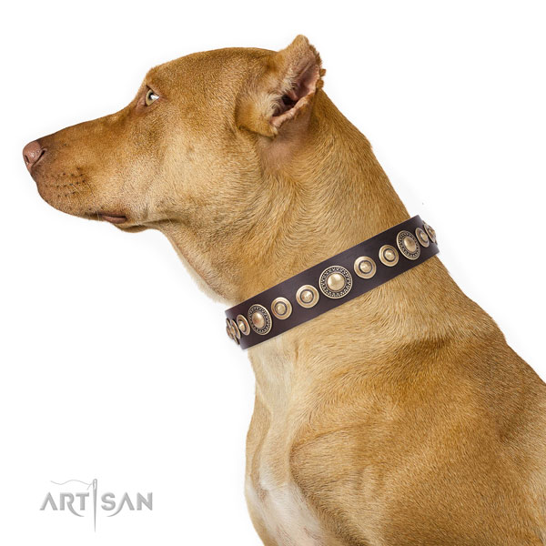 Pitbull incredible natural genuine leather dog collar for daily use