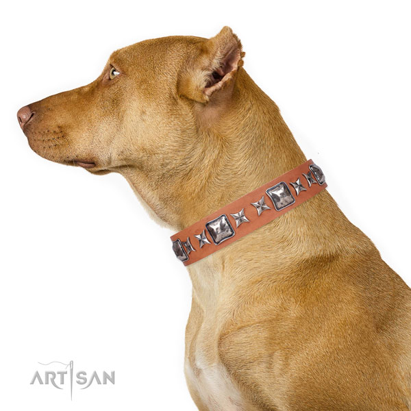 Pitbull studded full grain genuine leather dog collar for daily walking